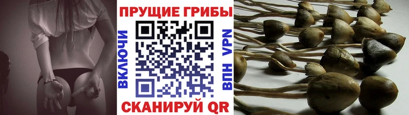 нарко площадка как зайти  Минеральные Воды  Псилоцибиновые грибы MAGIC MUSHROOMS  сколько стоит 